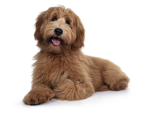 Best toys deals for labradoodle puppies